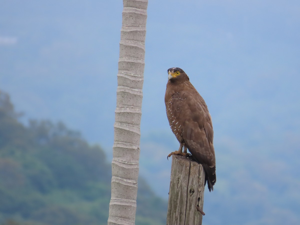 Crested Serpent-Eagle - ML618313612