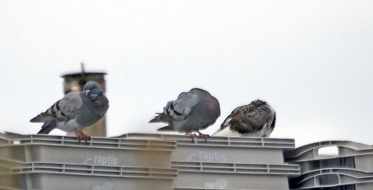 Rock Pigeon (Feral Pigeon) - ML618313639