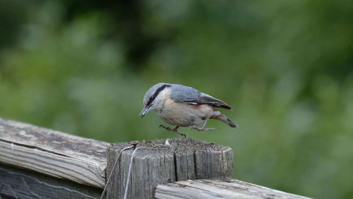 Eurasian Nuthatch - Gonzalo Bel Lallave