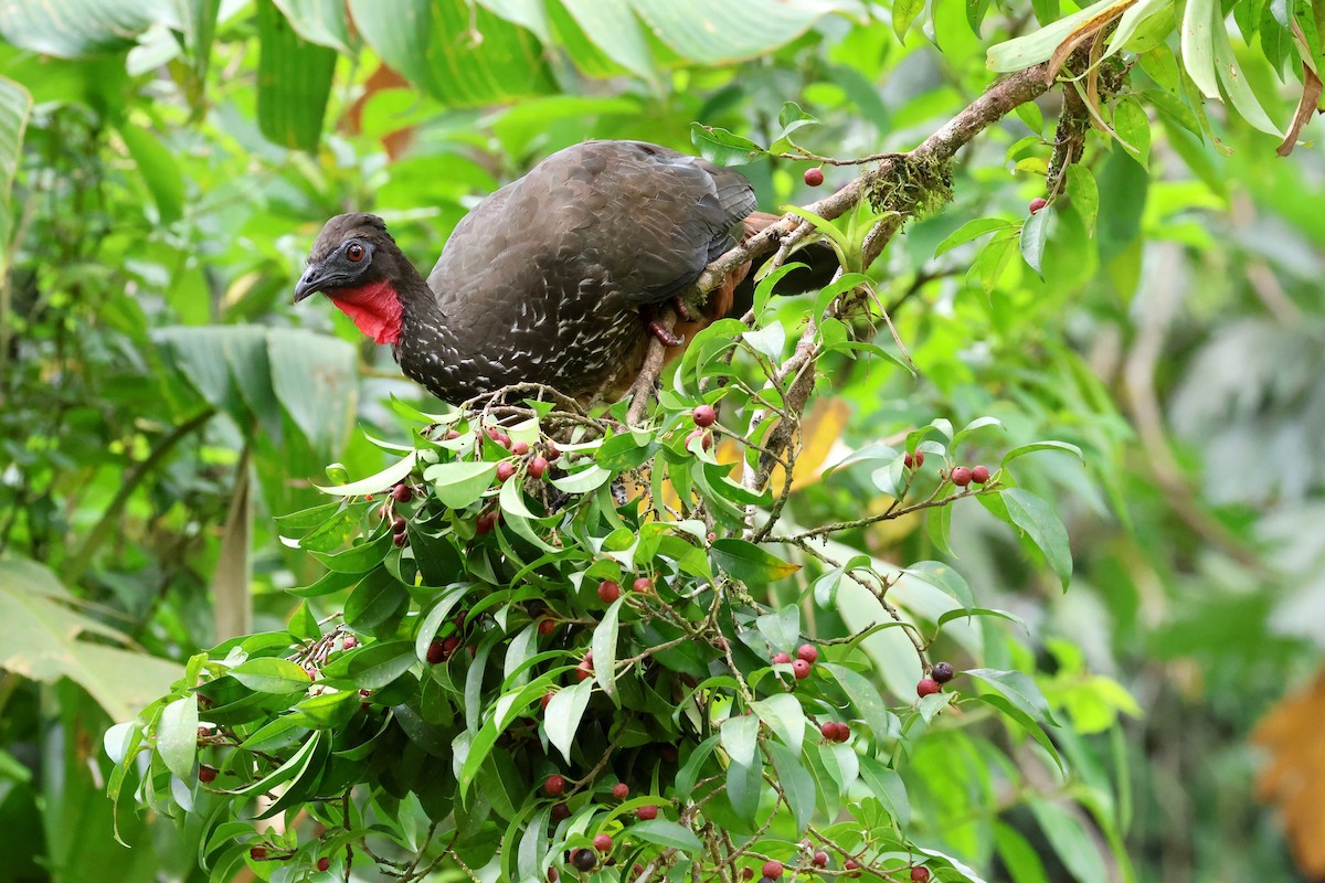 Crested Guan - ML618313707