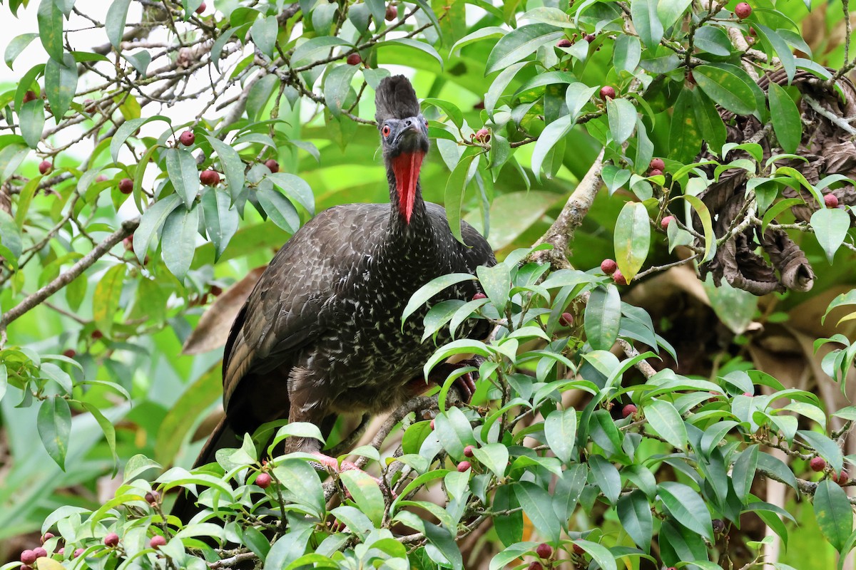 Crested Guan - ML618313708