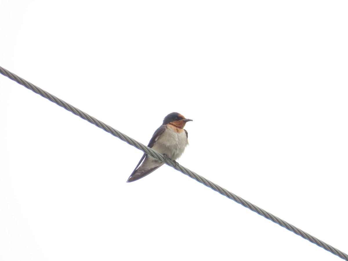 Pacific Swallow - ML618313713