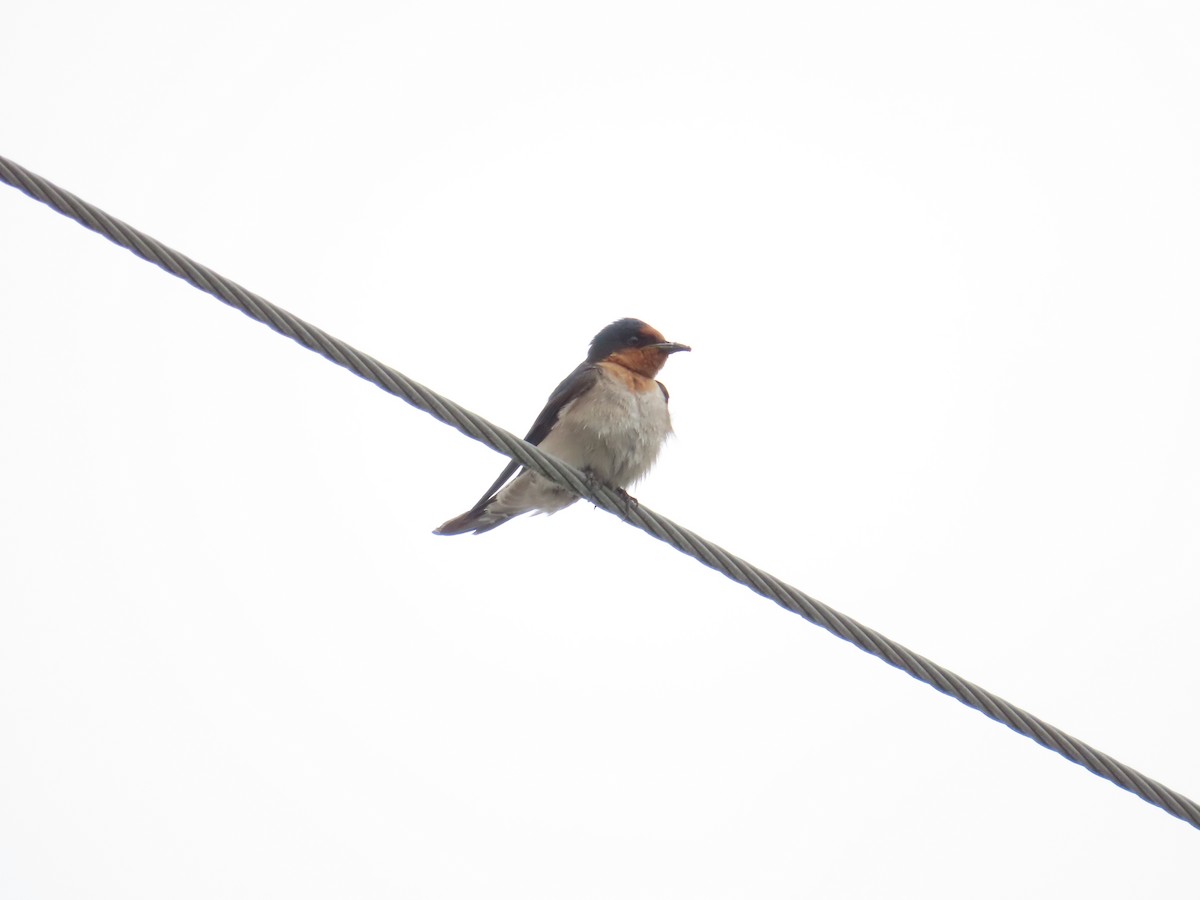 Pacific Swallow - ML618313714