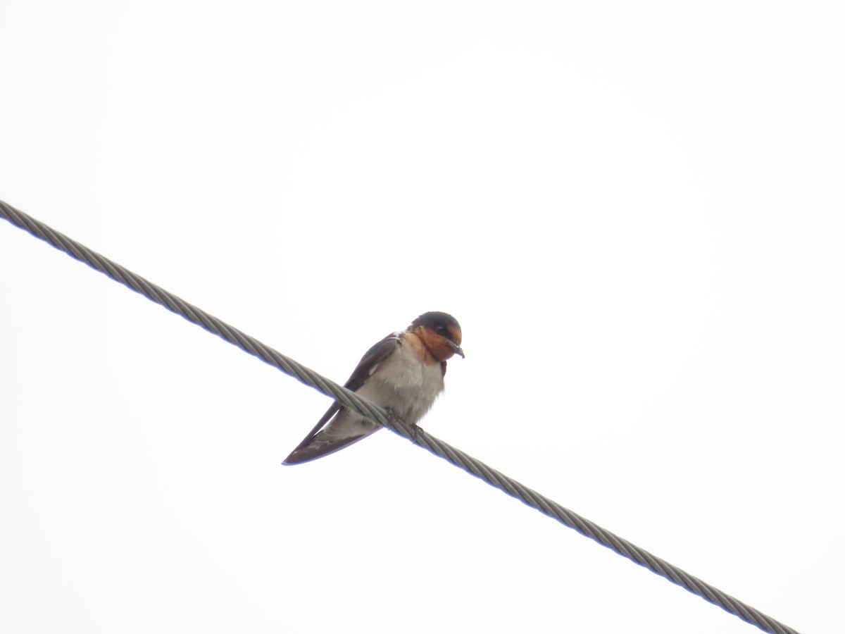 Pacific Swallow - ML618313715