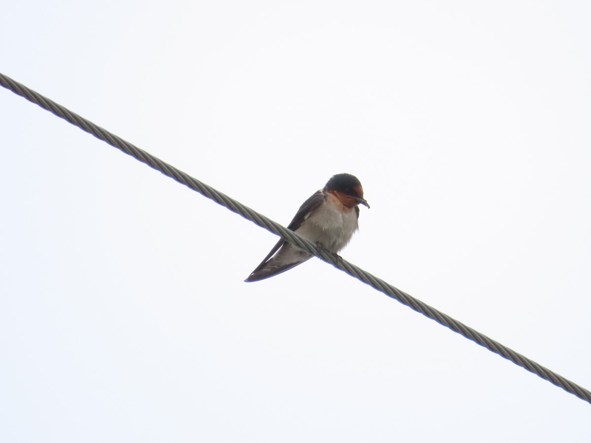 Pacific Swallow - ML618313719