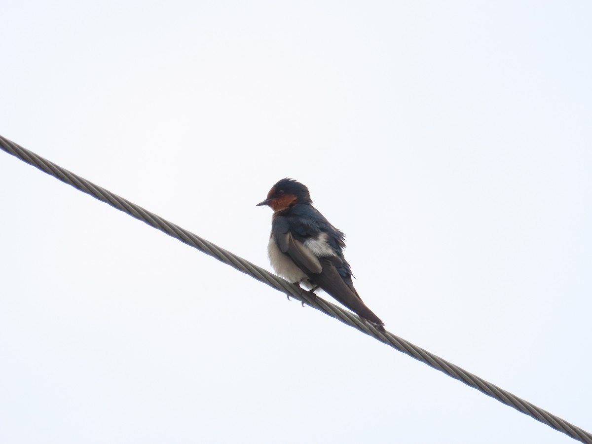 Pacific Swallow - ML618313720