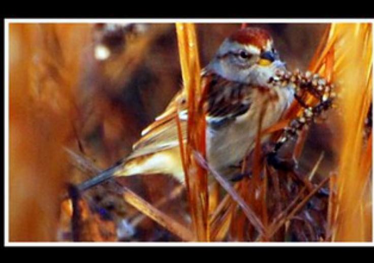 American Tree Sparrow - kye jenkins