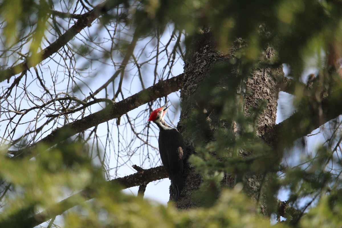 Pileated Woodpecker - Jaren Prokop