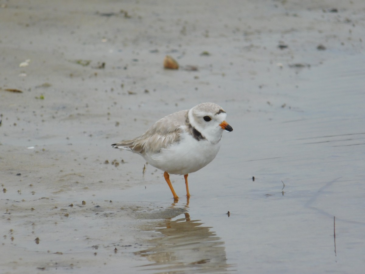 Piping Plover - ML618313842