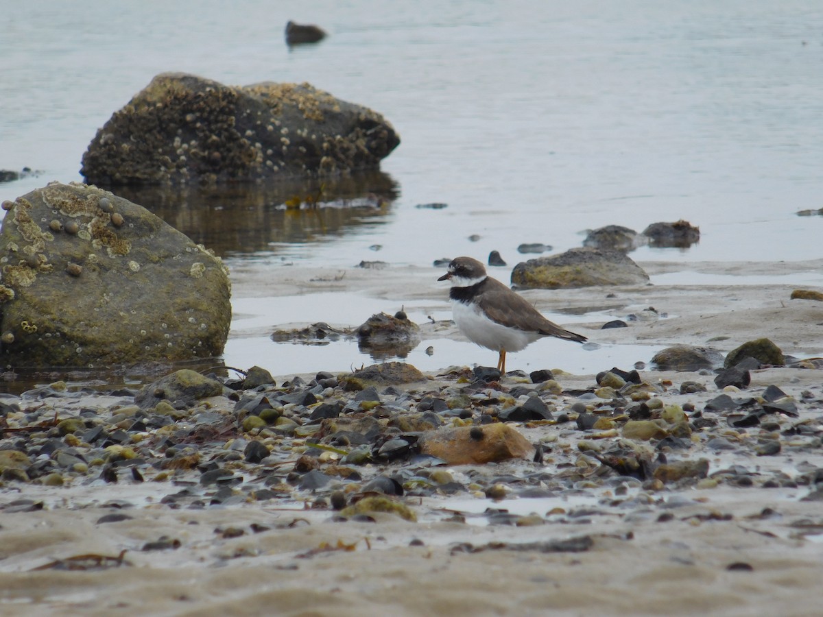 Semipalmated Plover - ML618313844