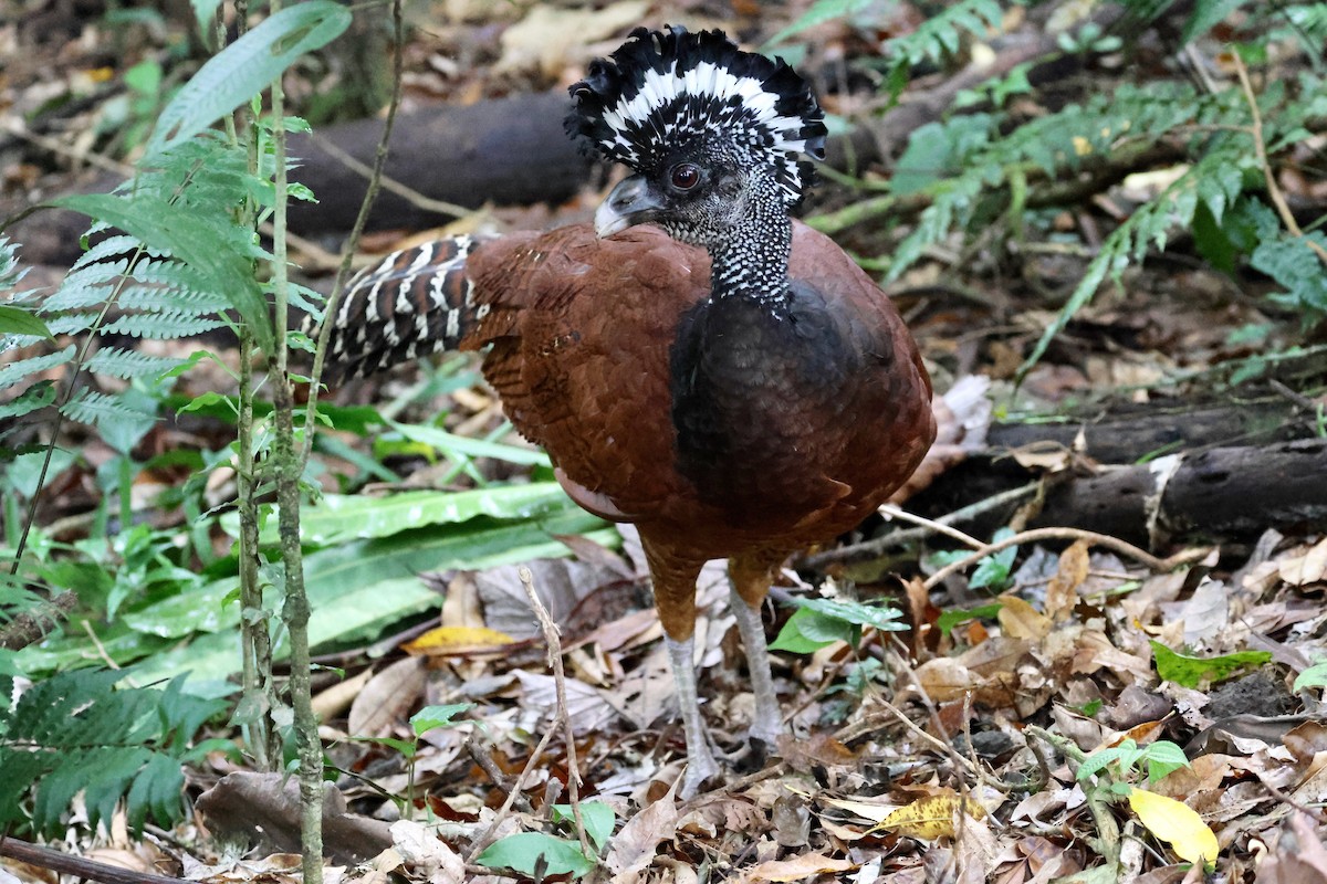 Great Curassow - Olivier Langrand
