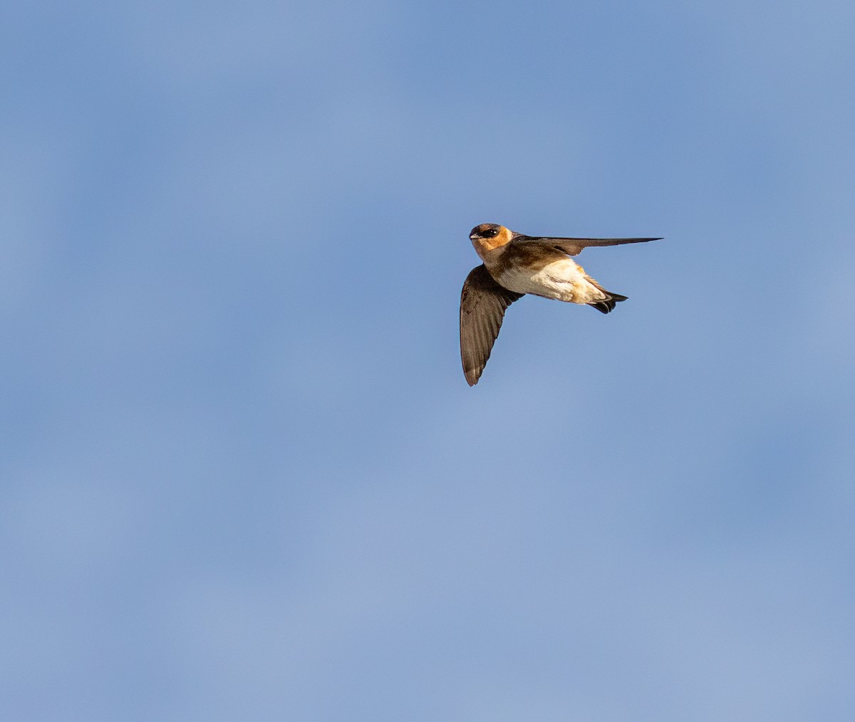 Cave Swallow - ML618313924