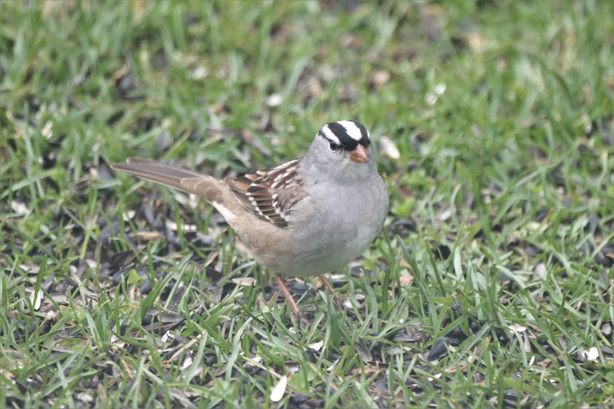 White-crowned Sparrow - Daniel Laforce