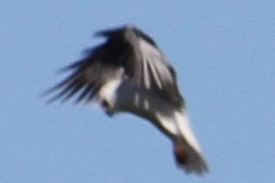 Black-shouldered Kite - ML618314000