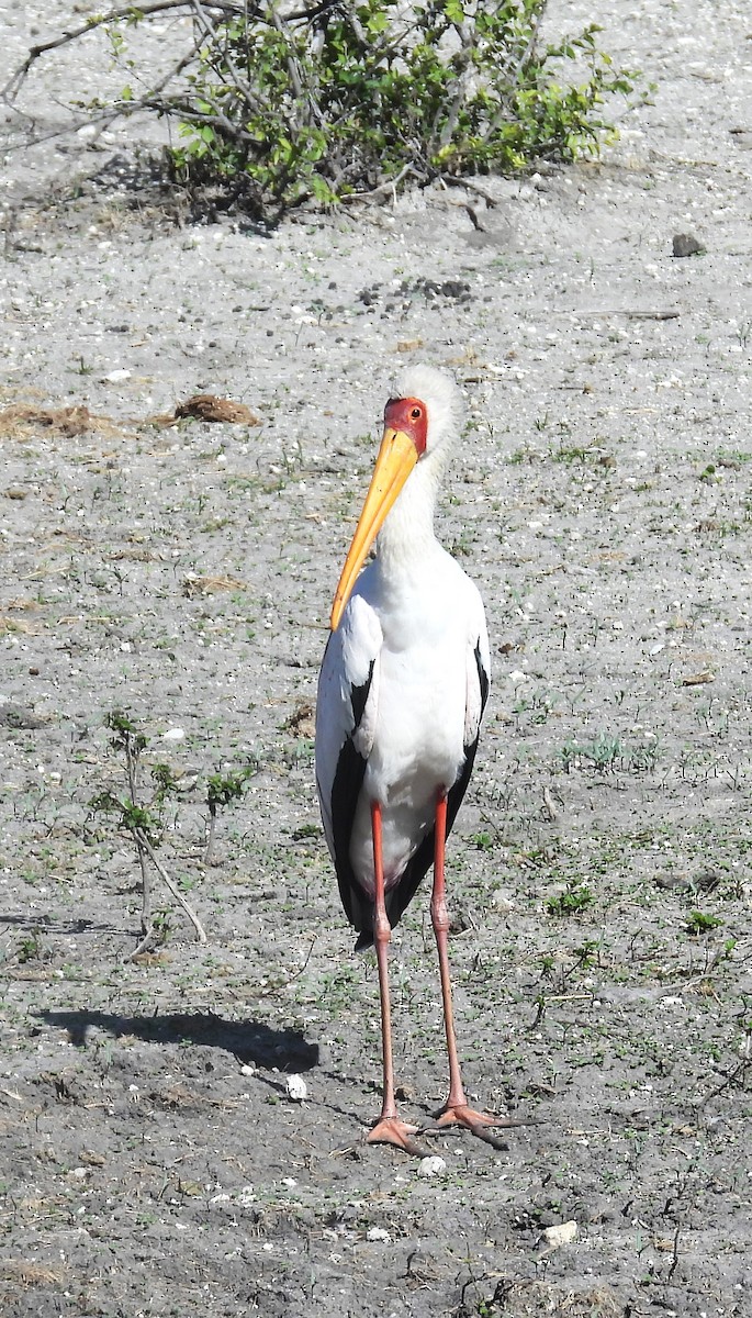 White Stork - Sita Susarla