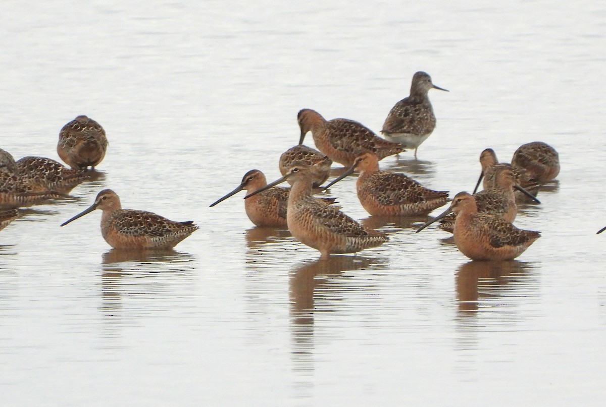Long-billed Dowitcher - ML618314038