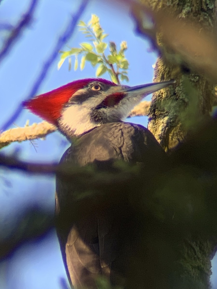 Pileated Woodpecker - ML618314051
