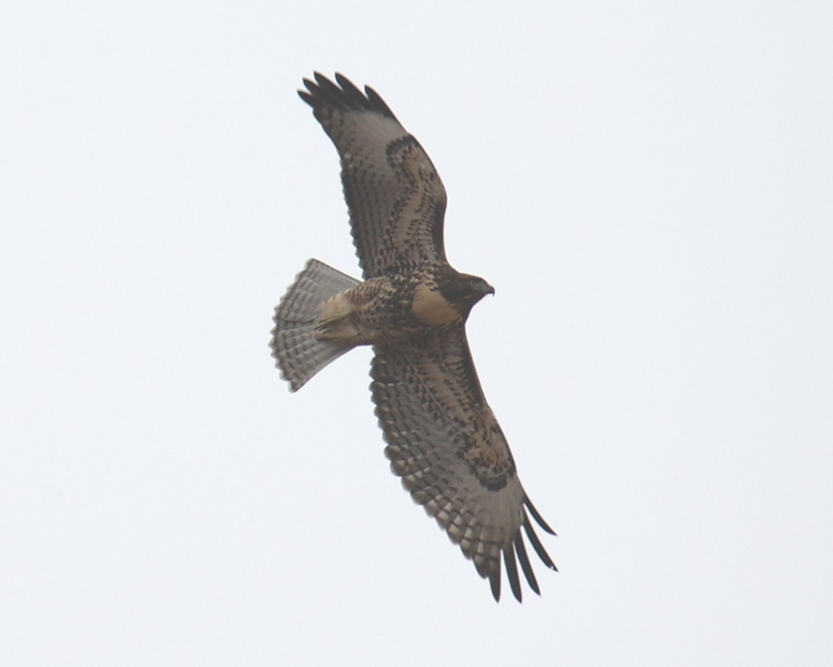 Red-tailed Hawk - ML618314068