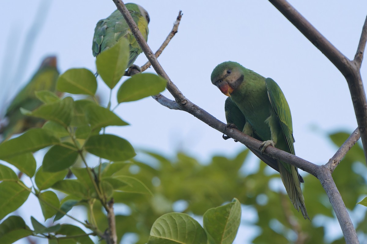 Red-breasted Parakeet - ML618314089
