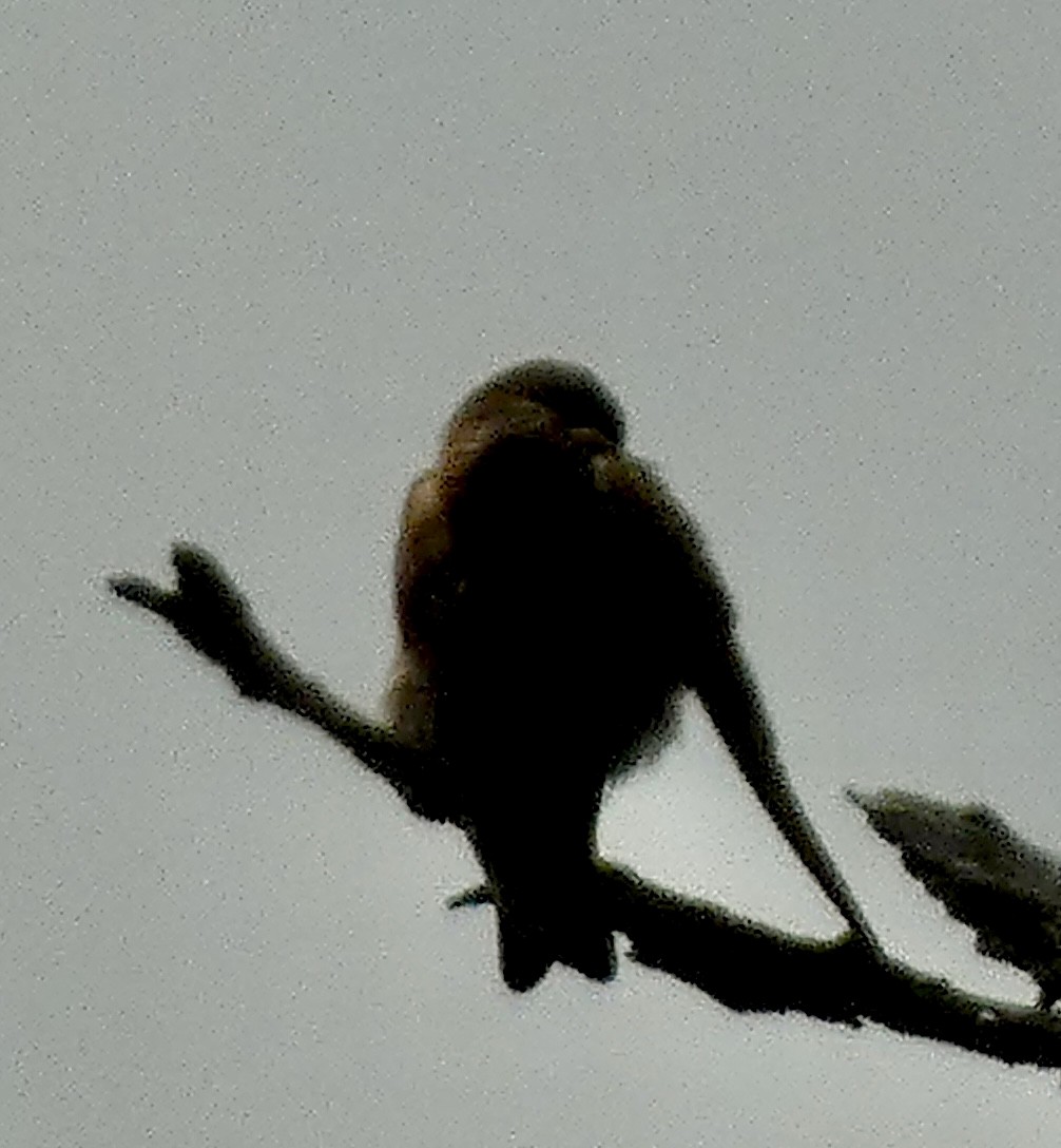 Northern Rough-winged Swallow - Connee Chandler