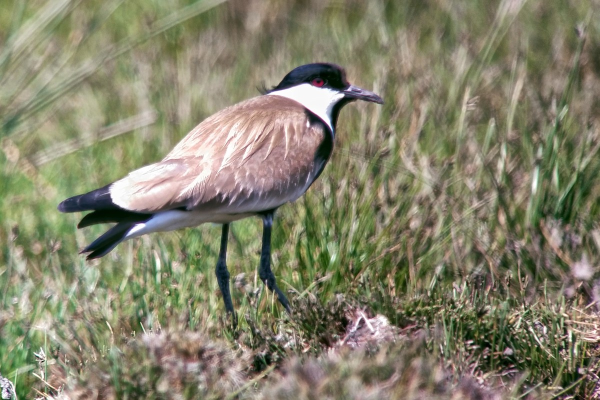 Spur-winged Lapwing - ML618314130