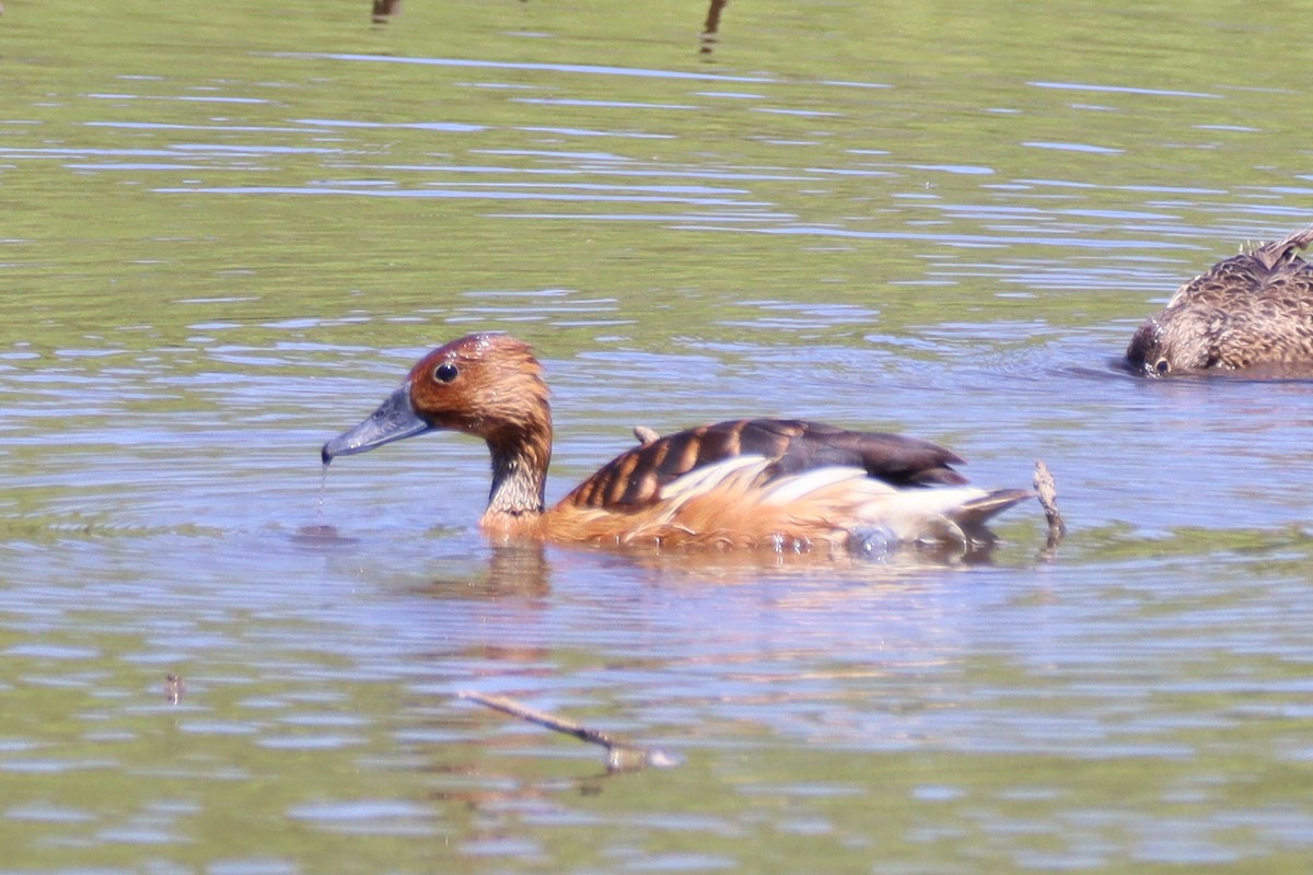 Fulvous Whistling-Duck - ML618314153