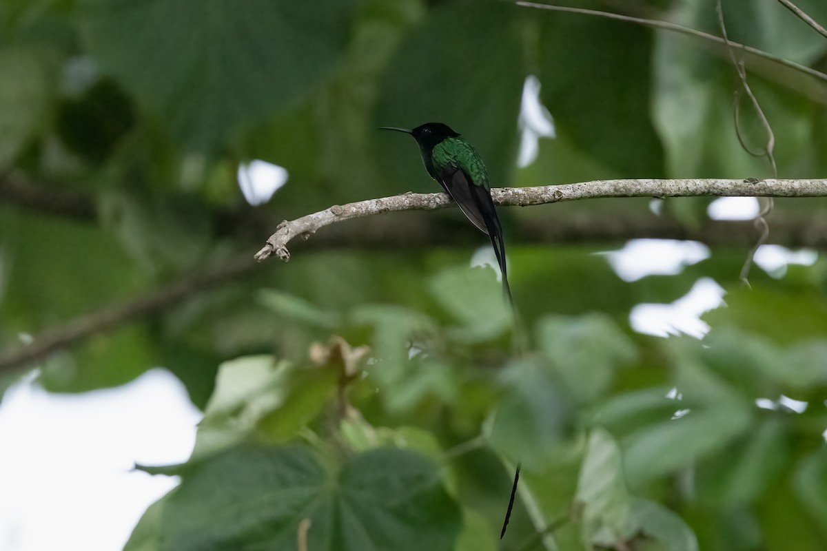 kolibřík černozobý - ML618314154