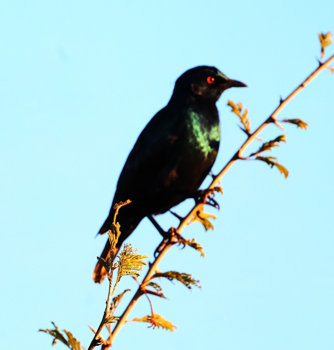 Cape Starling - Sita Susarla