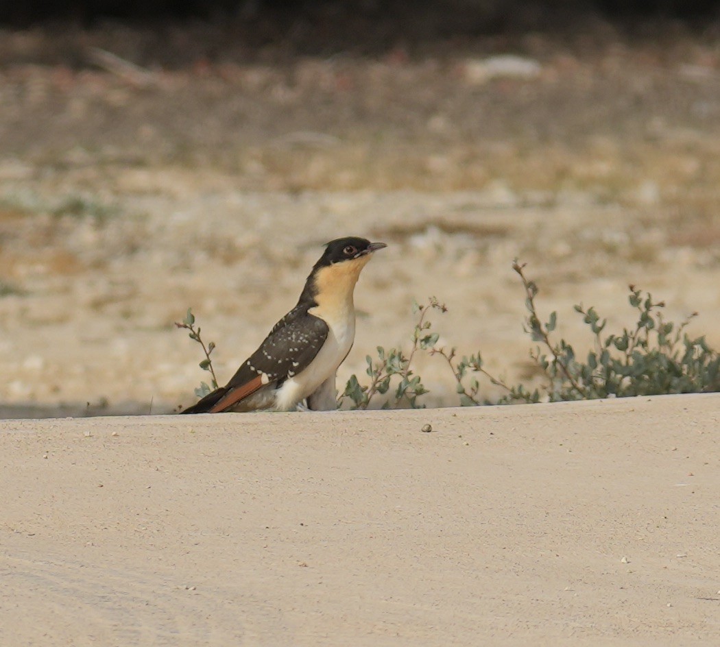 Great Spotted Cuckoo - ML618314219