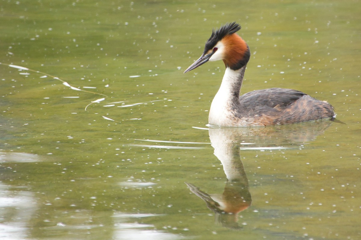 Great Crested Grebe - ML618314269