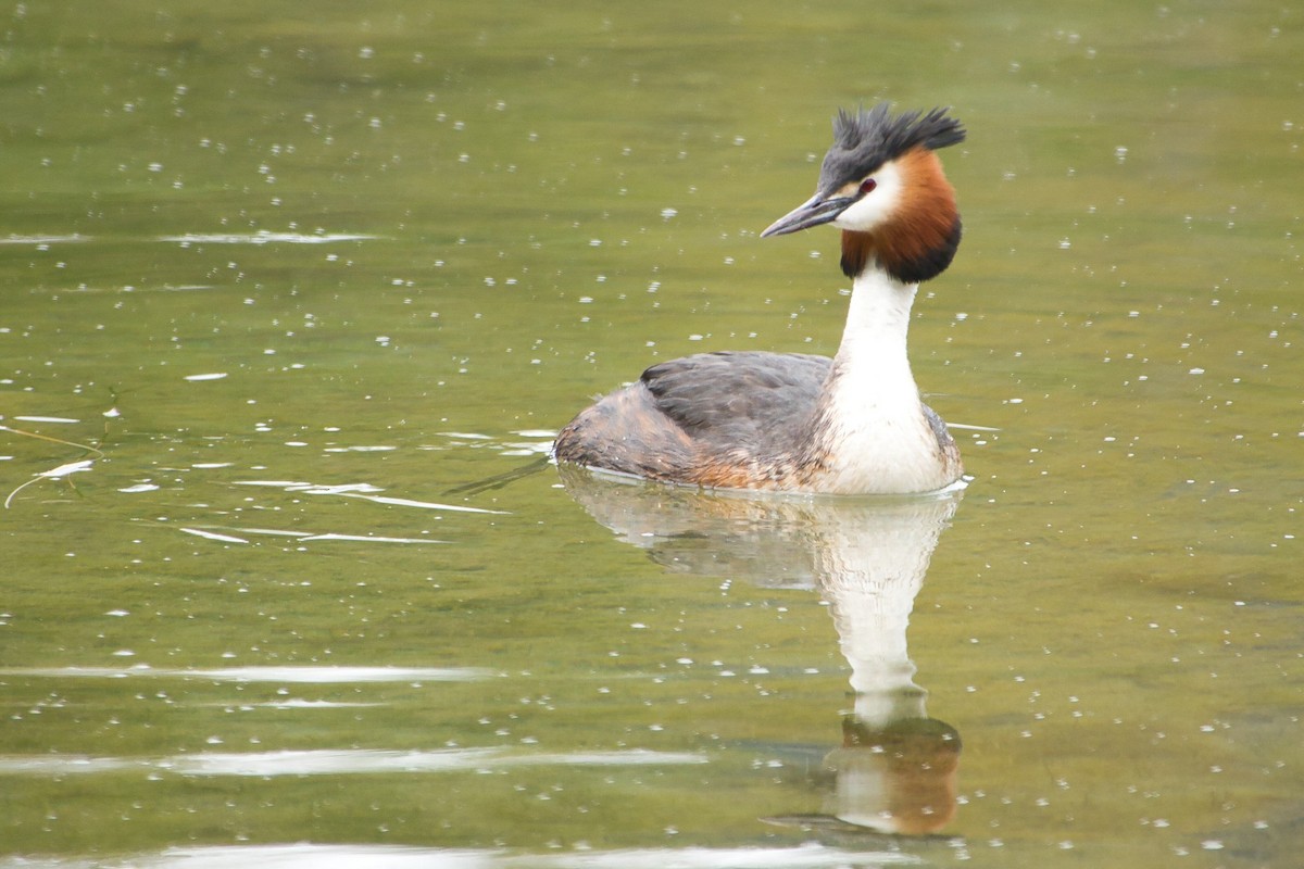 Great Crested Grebe - ML618314270