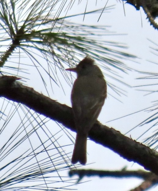 Greater Pewee - ML618314275