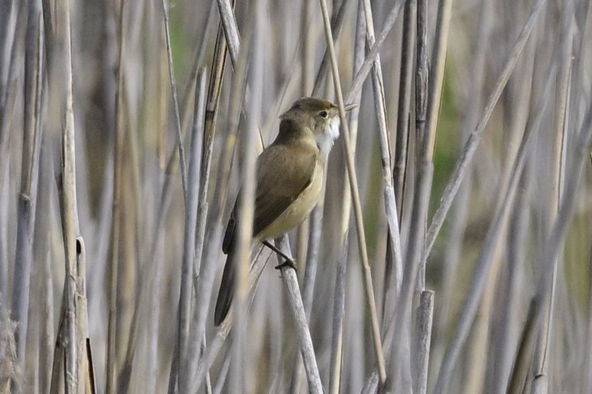 Common Reed Warbler - ML618314297