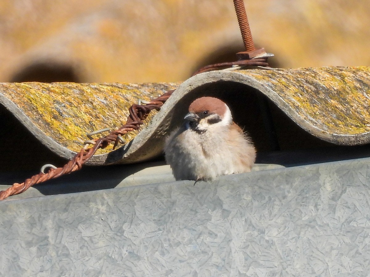 Eurasian Tree Sparrow - ML618314312