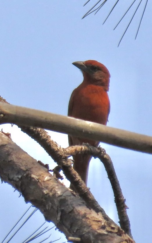Hepatic Tanager - ML618314330