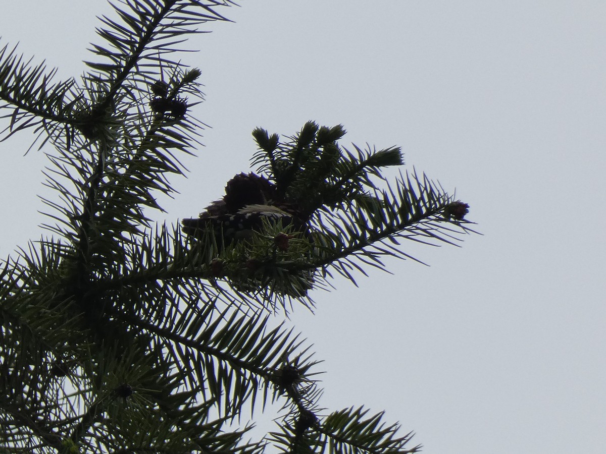 Gray-capped Pygmy Woodpecker - Luke Knutson