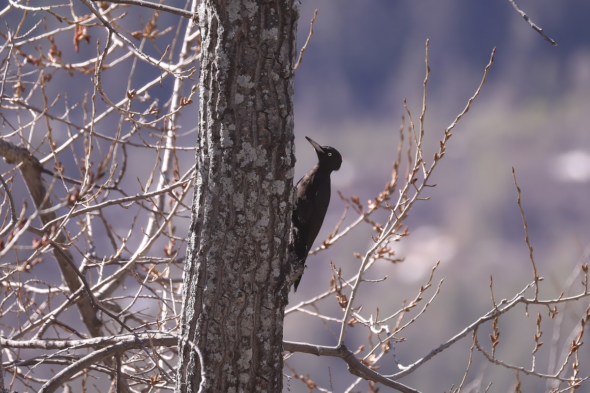 Black Woodpecker - ML618314381