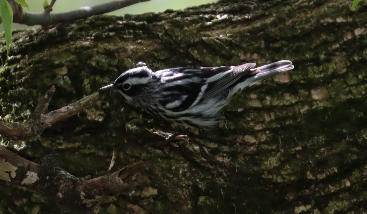 Black-and-white Warbler - ML618314385