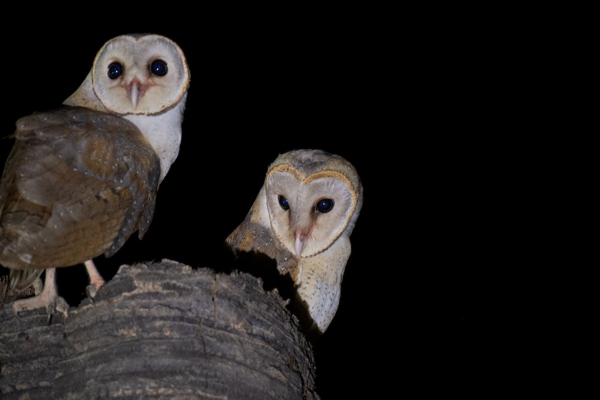 Barn Owl - Prabath Gunasekara