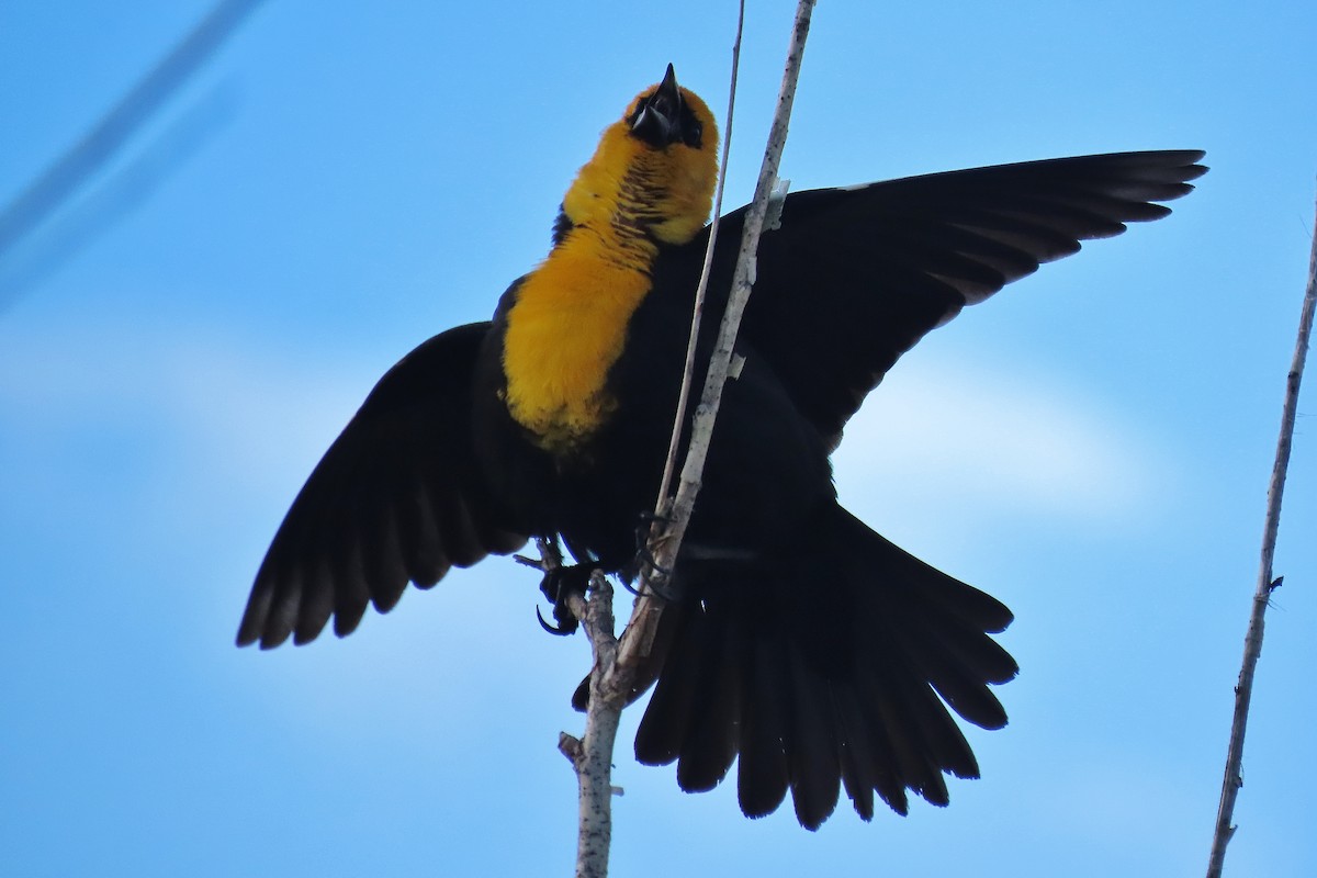 Yellow-headed Blackbird - ML618314450