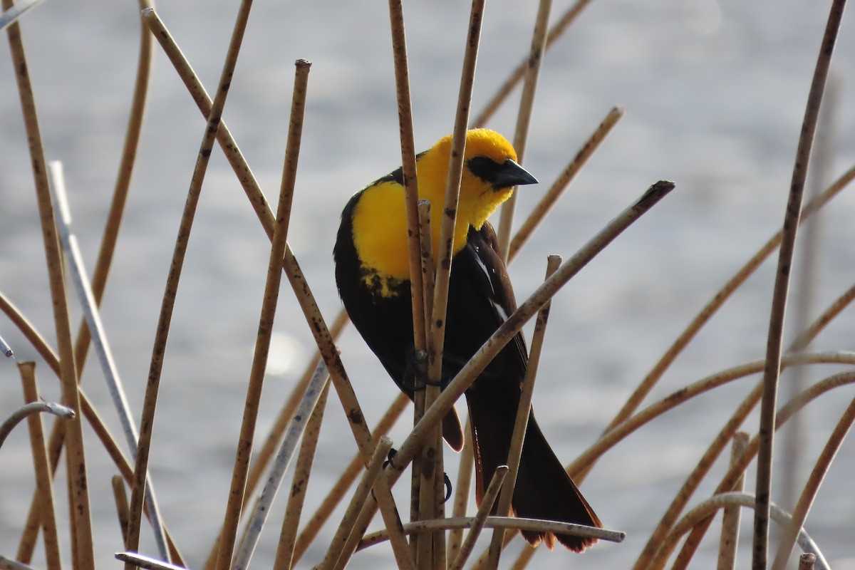 Yellow-headed Blackbird - ML618314451