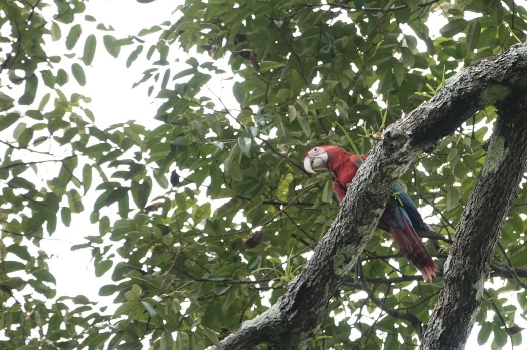 Red-and-green Macaw - ML618314554