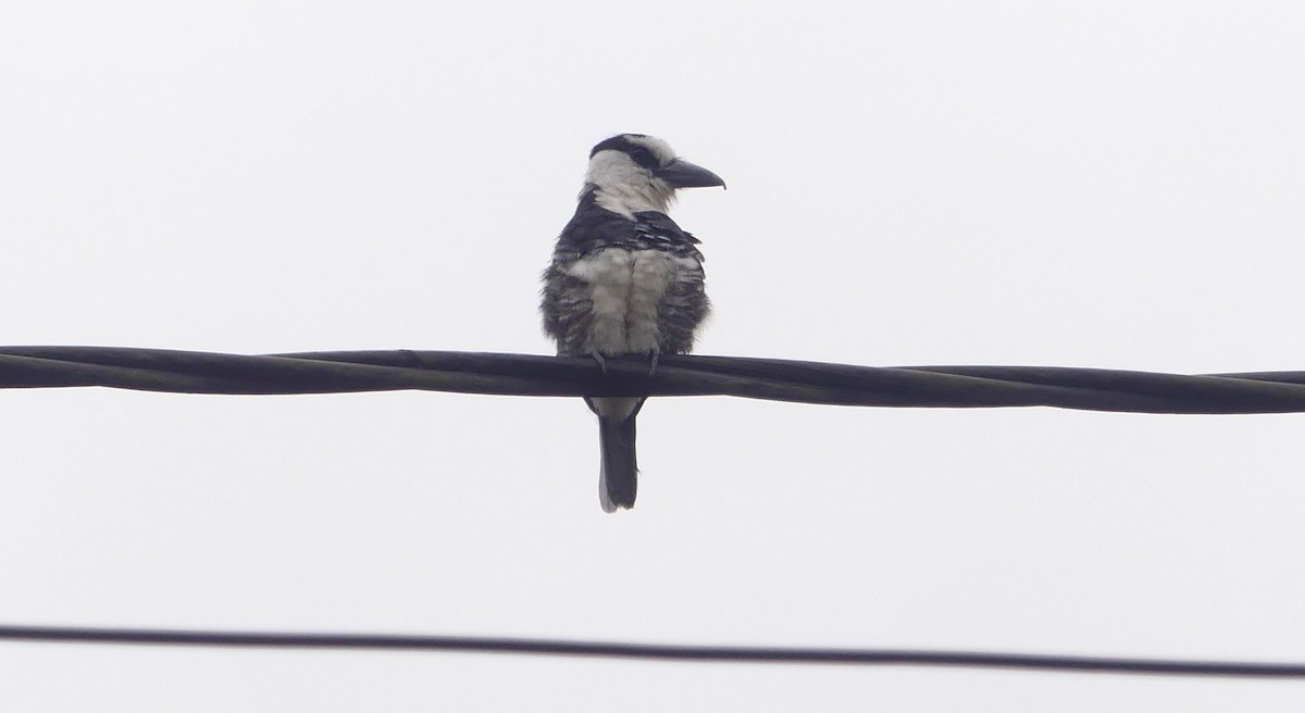 White-necked Puffbird - ML618314564