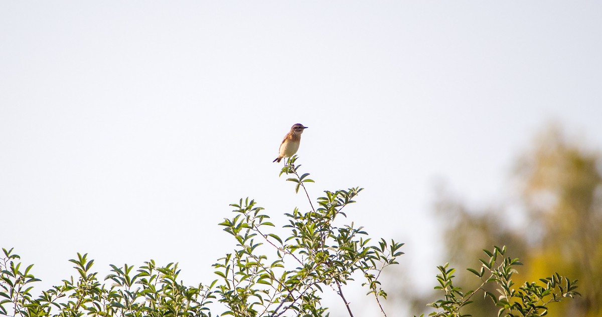 Whinchat - ML618314569