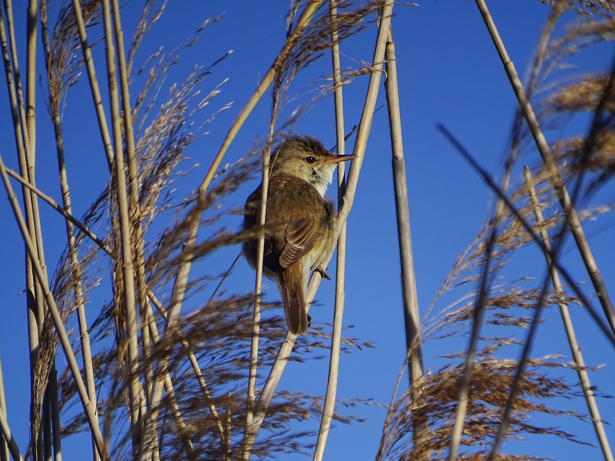 Common Reed Warbler - Jesús Guerrero