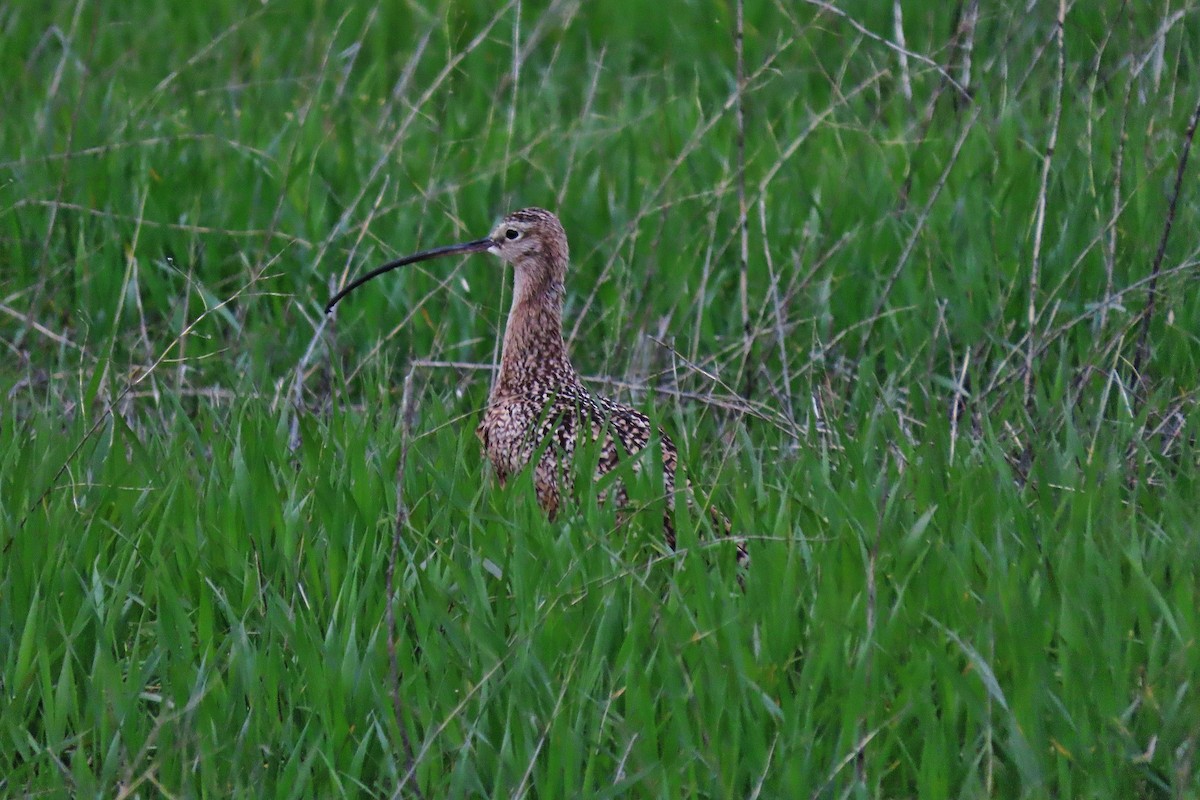 Long-billed Curlew - ML618314643