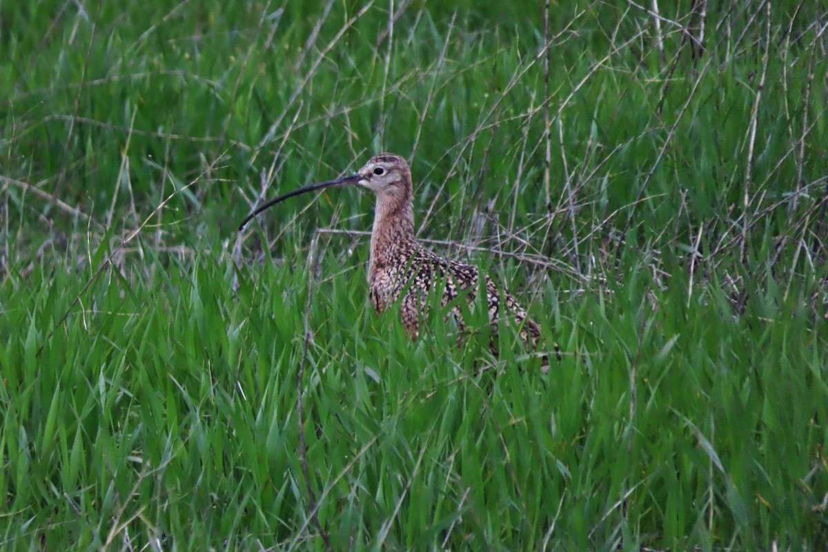 Long-billed Curlew - ML618314644