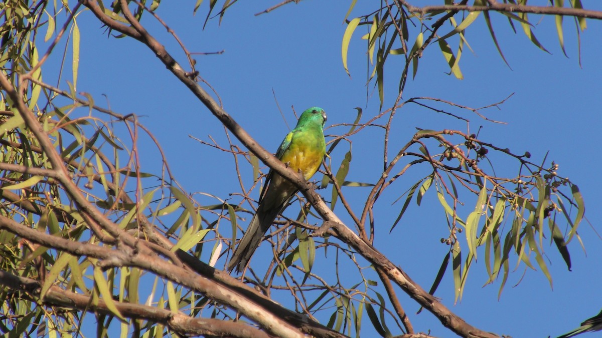 Red-rumped Parrot - ML618314659