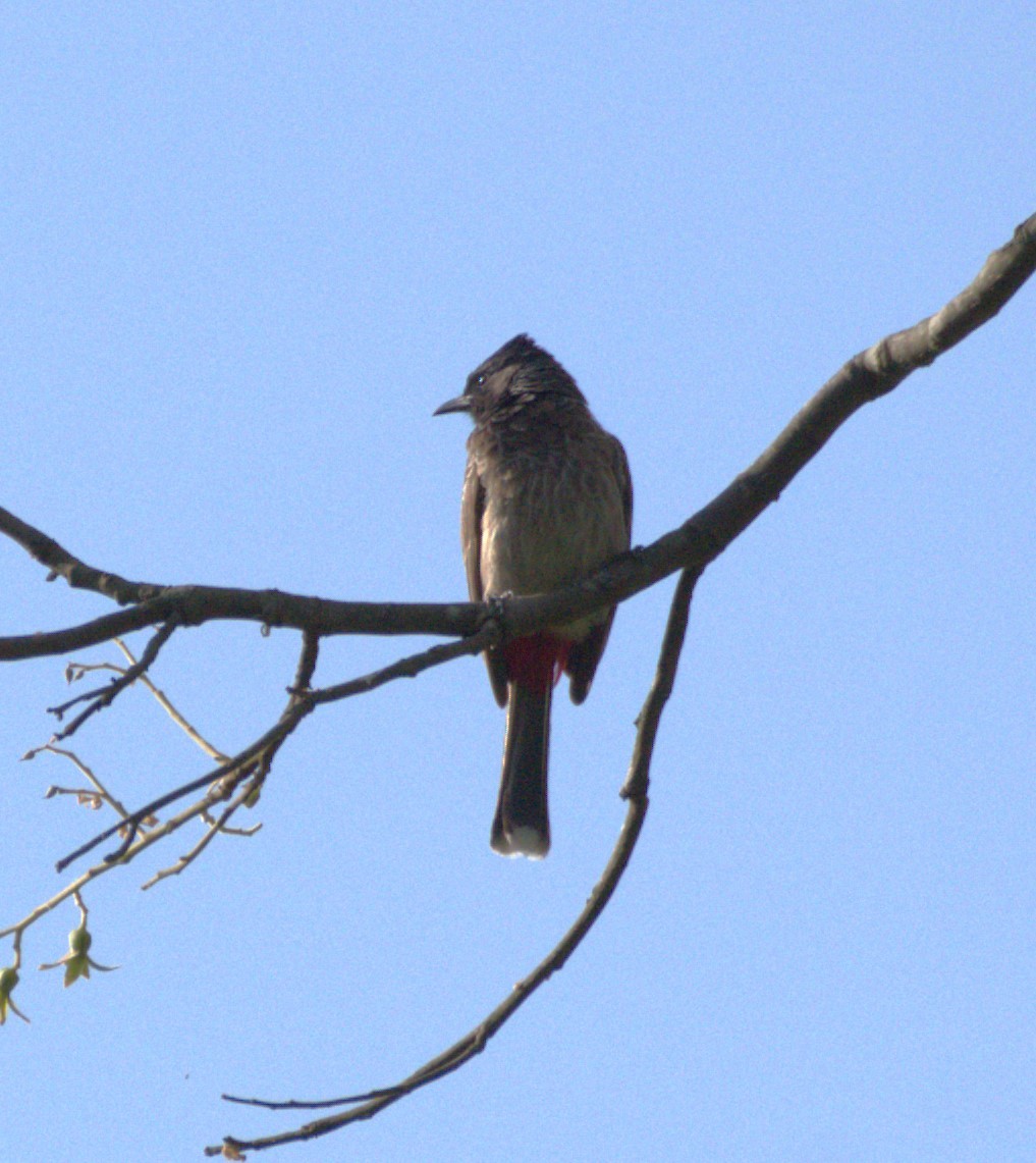 Red-vented Bulbul - ML618314699
