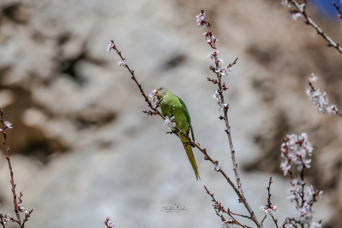 Himalaya Yeşil Papağanı - ML618314716